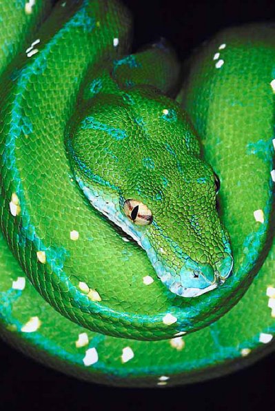 Green tree python Morelia viridis Southeast Asia uid 1008390
