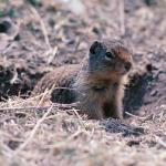 Ground squirrel peering out of hole  Rockies uid 1046295