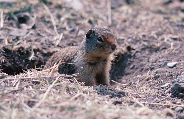 Ground squirrel peering out of hole  Rockies uid 1046295