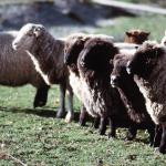 Group of sheep New Zealand L uid 1042410