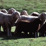 Group of sheep New Zealand L uid 1042425