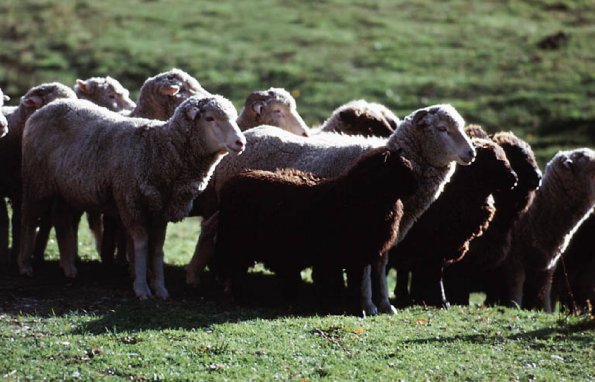 Group of sheep New Zealand L uid 1042425