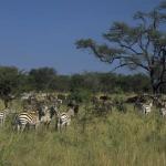 Groupofzebras