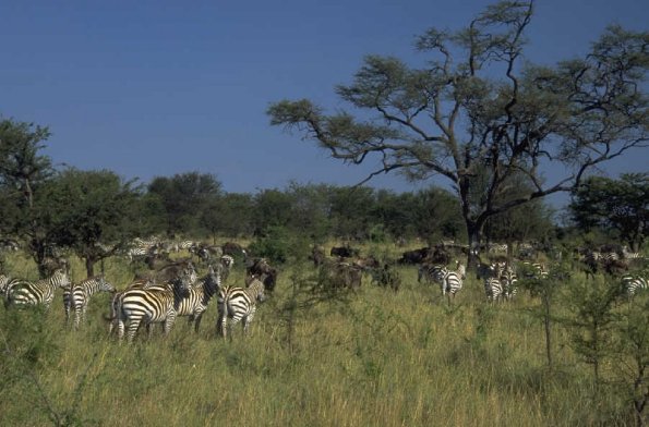 Groupofzebras