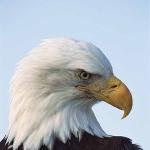 Haliaeetus leucocephalus uid 1658626