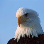 Haliaeetus leucocephalus uid 1658634