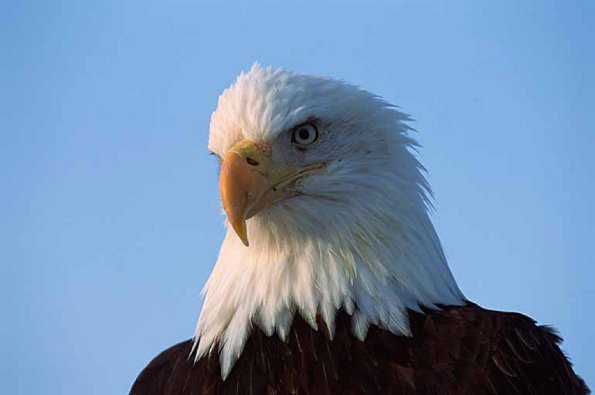 Haliaeetus leucocephalus uid 1658634