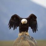 Haliaeetus leucocephalus uid 1659178