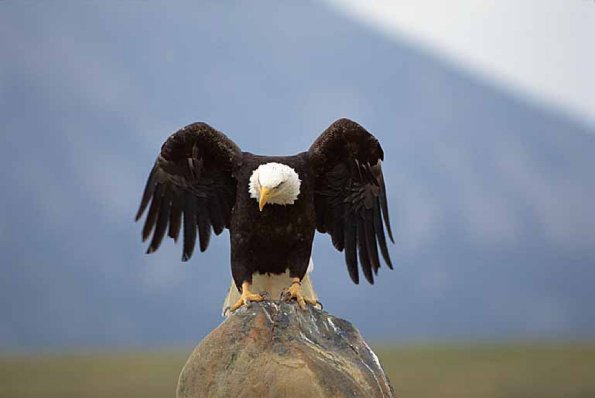 Haliaeetus leucocephalus uid 1659178