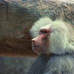 Hamadryas baboon uid 1657997