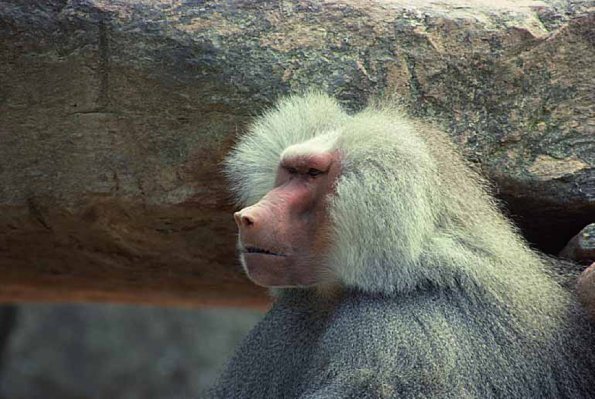 Hamadryas baboon uid 1657997