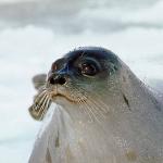 Harbor seal