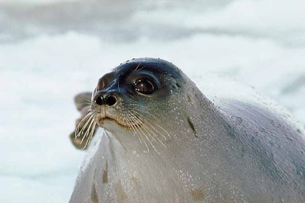 Harbor seal