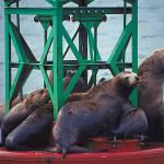 Harbor seals on buoy uid 1012827