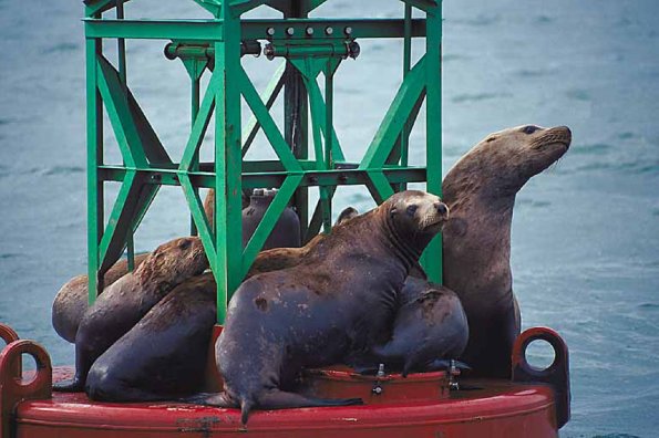 Harbor seals on buoy uid 1012827