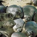 Harbor seals sunning uid 1012748