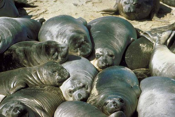 Harbor seals sunning uid 1012748