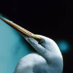 Head Of Heron  Longboat Key uid 1044461