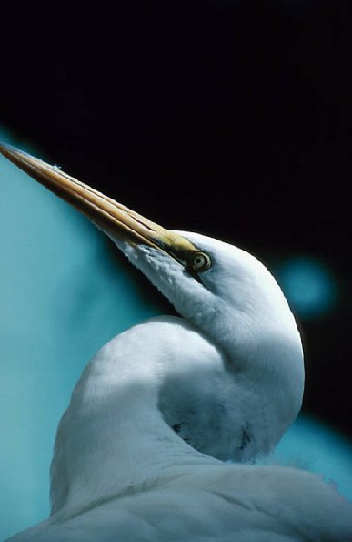 Head Of Heron  Longboat Key uid 1044461