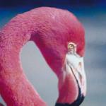 Head of flamingo