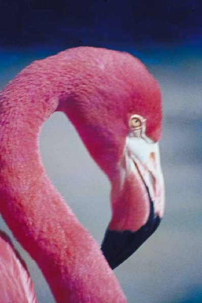 Head of flamingo