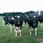 Herd of Holstein cattle