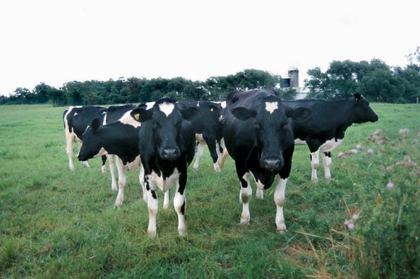 Herd of Holstein cattle
