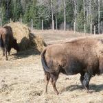 Herd of bison in paddock uid 1179897