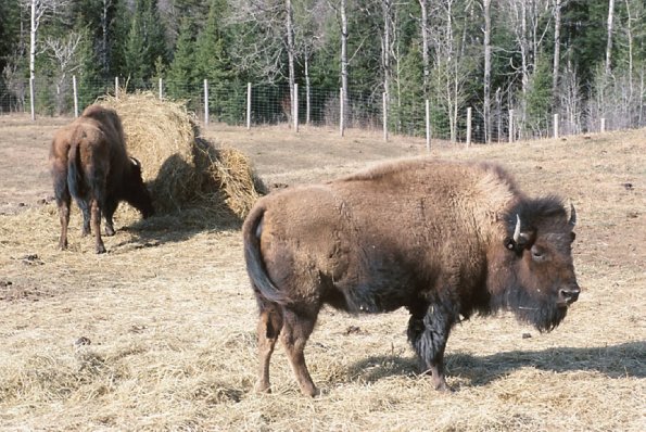 Herd of bison in paddock uid 1179897