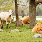 Herd of cows in rural field uid 1280612