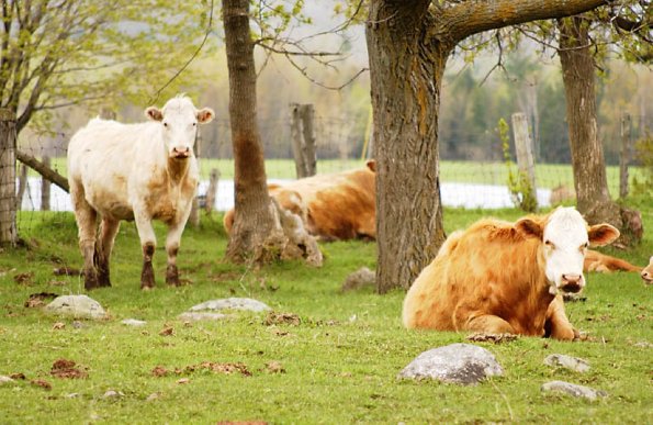 Herd of cows in rural field uid 1280612