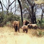 Herd of elephants with trees an 1