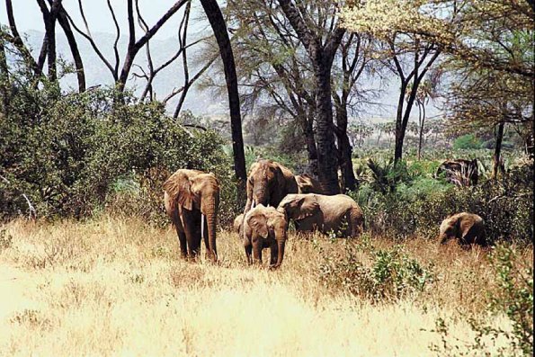 Herd of elephants with trees an 1