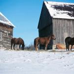 Herd of horses next to barn in snowy paddock c102017
