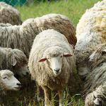 Herd of sheep uid 1529176
