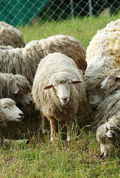Herd of sheep uid 1529176