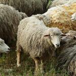 Herd of sheep uid 1529178