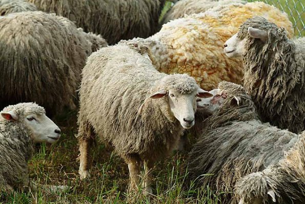 Herd of sheep uid 1529178