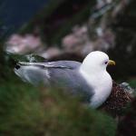Herring Gull on Gull Island Canada uid 1042022