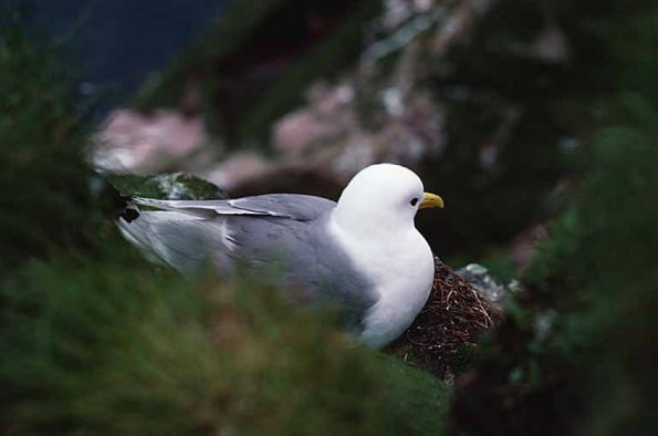 Herring Gull on Gull Island Canada uid 1042022