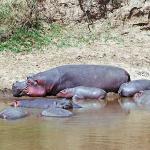 Hippopotamus and babies uid 1012746