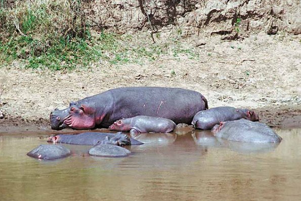 Hippopotamus and babies uid 1012746