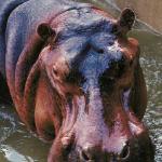 Hippopotamus standing in water uid 1012798