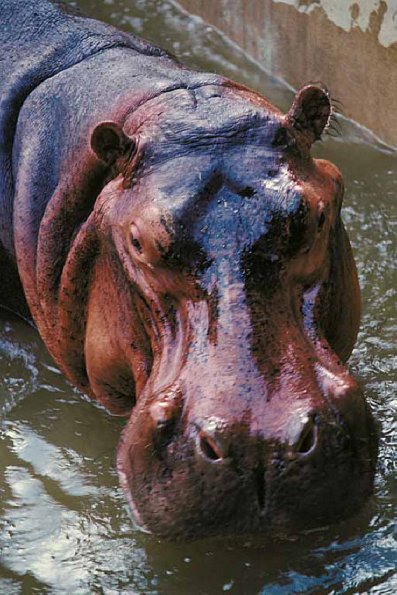 Hippopotamus standing in water uid 1012798