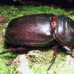 Horned beetle Poring Borneo Malaysia uid 1018486