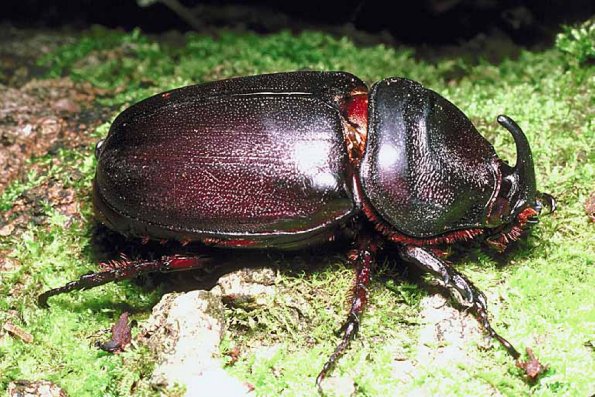 Horned beetle Poring Borneo Malaysia uid 1018486
