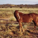 Horse In Pasture uid 1044425