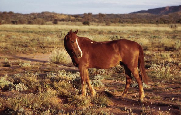 Horse In Pasture uid 1044425