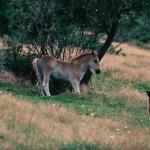 Horse and foal on hillside  La Beauce uid 1046669
