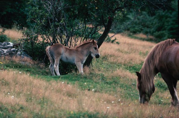 Horse and foal on hillside  La Beauce uid 1046669
